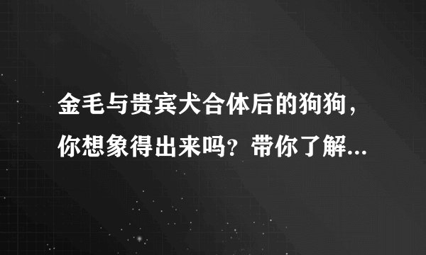 金毛与贵宾犬合体后的狗狗，你想象得出来吗？带你了解金德利犬