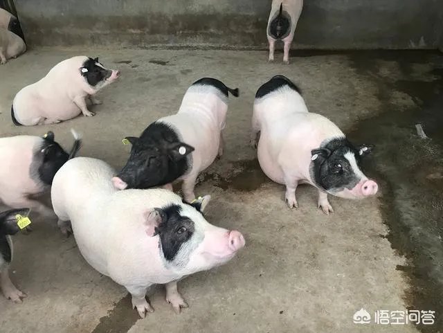 如何鉴别正宗的巴马香猪？