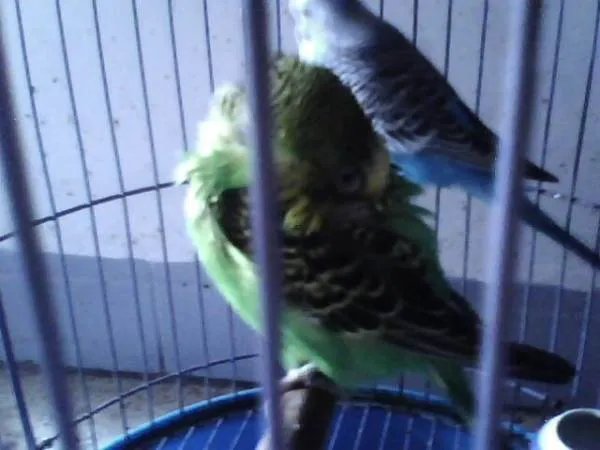 虎皮鹦鹉睡觉的图片图库