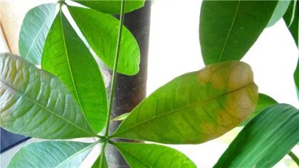 发财树叶子发黄下垂怎么回事