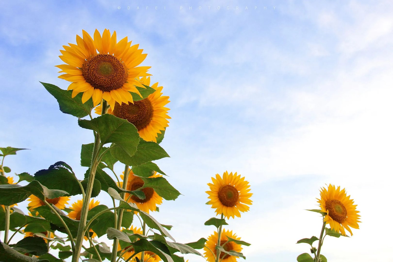 给老师送什么花比较好 不同的花代表不同的寓意