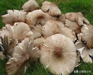 鸡枞与白毒伞的区别是什么？