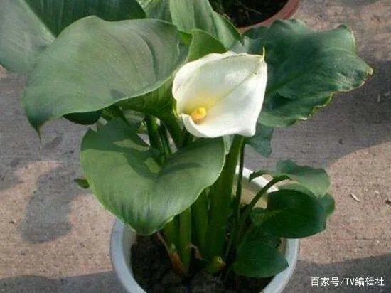 马蹄莲有毒吗？马蹄莲适合室内养吗？