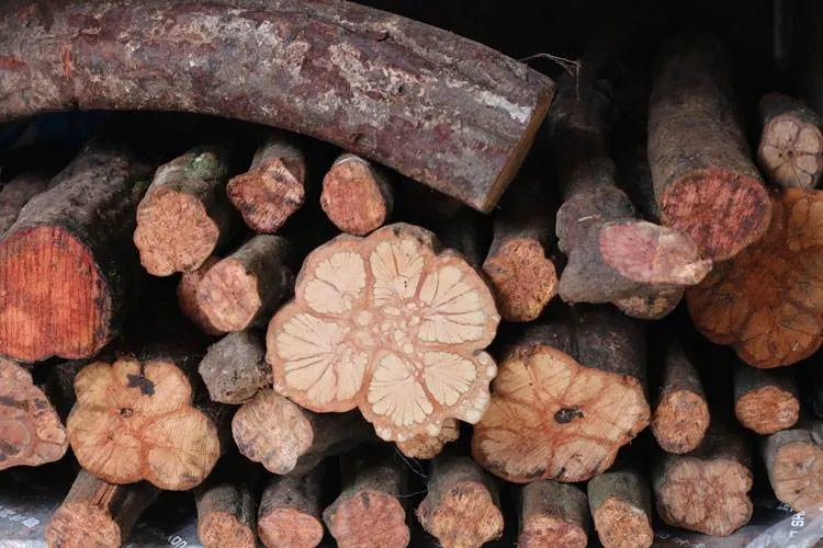 入骨丹草药图片