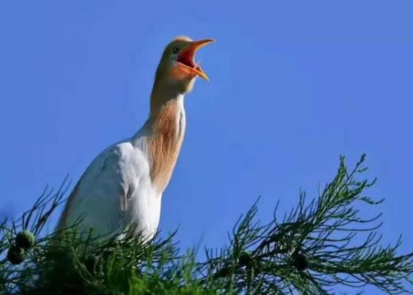 什么的歌吟，填动词。