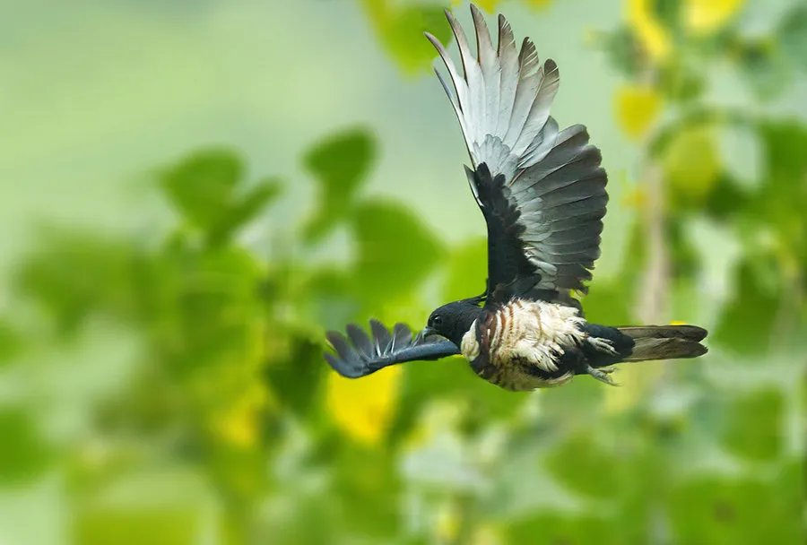 黑冠鹃隼的介绍