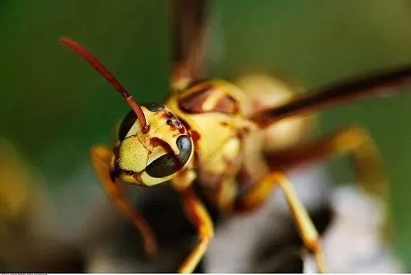 虎头蜂能泡酒喝吗治风湿