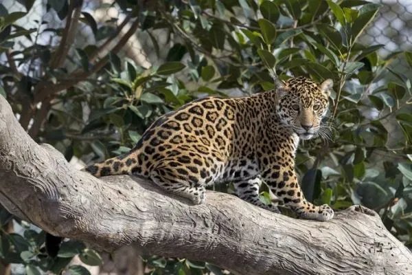 杭州野生动物世界3只金钱豹出逃一案，最后的宣判结果是什么？