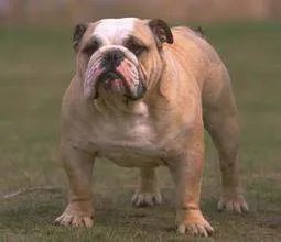 斗牛犬与斗牛梗有什么区别