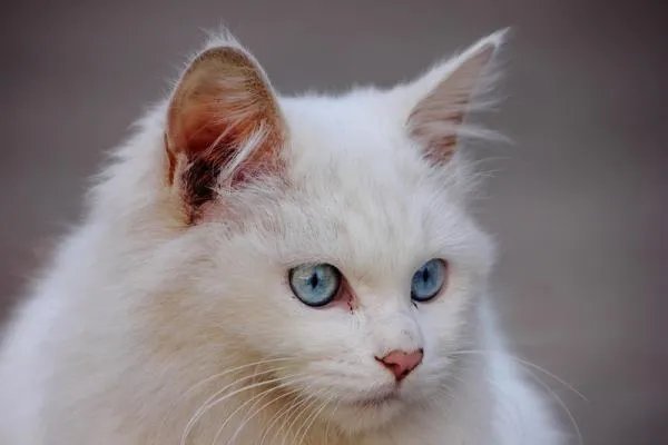 白色毛蓝眼睛的猫是什么品种？