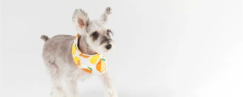 迷你雪纳瑞喂养方法 雪纳瑞出生之后吃什么