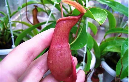 猪笼草种类图片 猪笼草怎么养