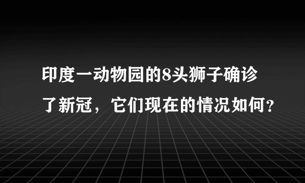 印度一动物园的8头狮子确诊了新冠，它们现在的情况如何？