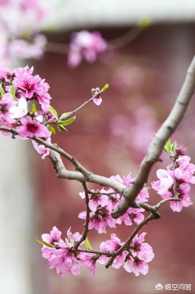 蒋大为唱的那首《在那桃花盛开的地方》，到底是哪个地方？