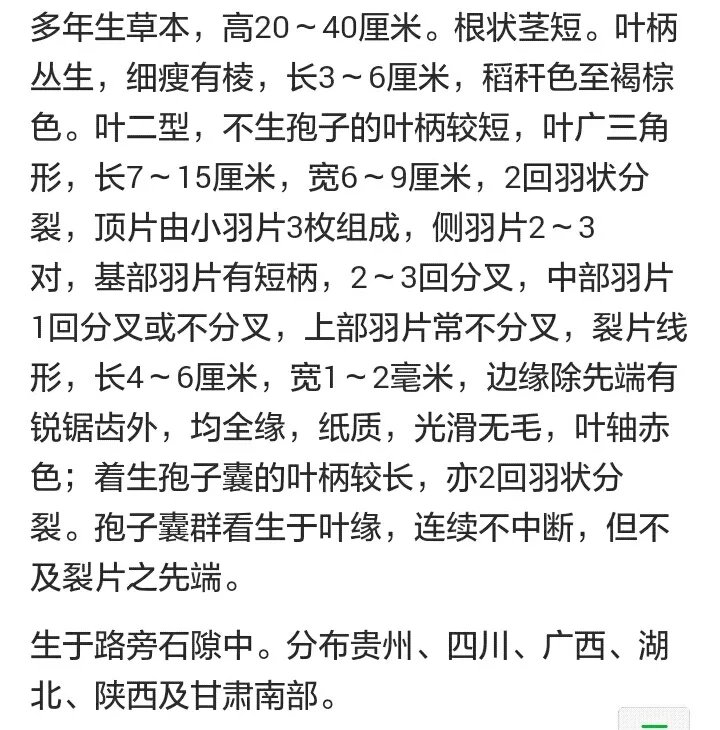 猪毛草是药吗？能泡酒吗？