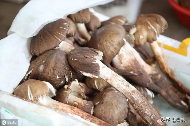 鸡枞与白毒伞的区别是什么？