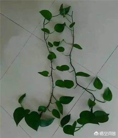 绿萝怎么扦插？