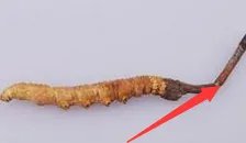 冬虫夏草酒的价格