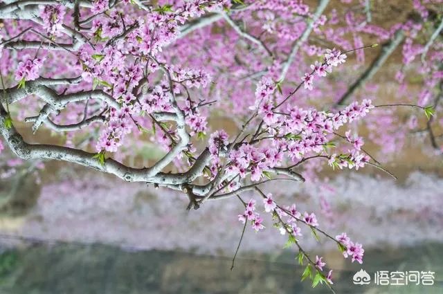 蒋大为唱的那首《在那桃花盛开的地方》，到底是哪个地方？
