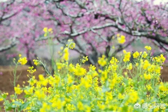 蒋大为唱的那首《在那桃花盛开的地方》，到底是哪个地方？