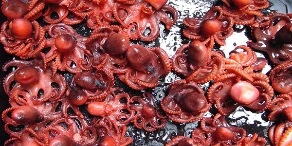 章鱼和鱿鱼的区别 章鱼和鱿鱼有什么不同