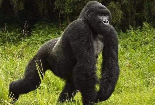 极度十大濒危动物排行榜：第一名产于中国如今几乎灭绝