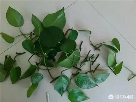 绿萝怎么扦插？