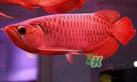 锦鲤有什么寓意？锦鲤代表什么意思