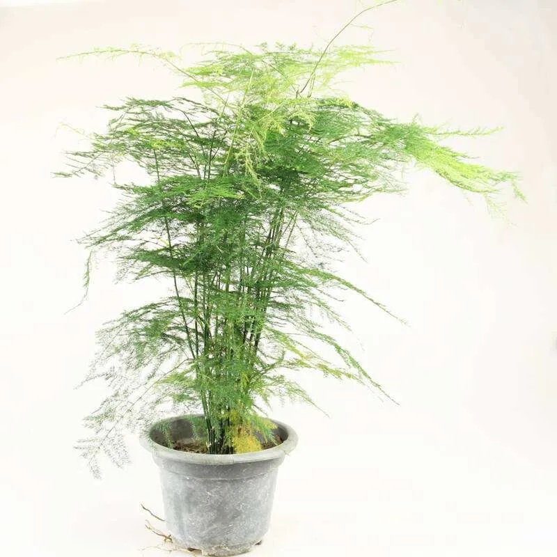 给老师送什么花比较好 不同的花代表不同的寓意