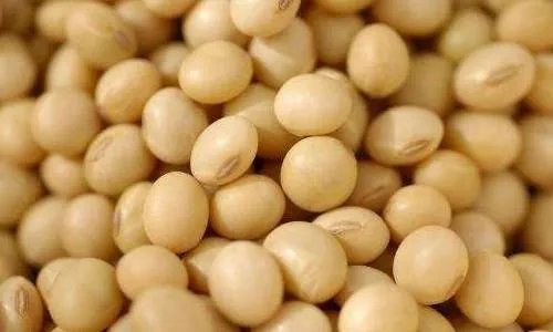 转基因豆子会发芽吗