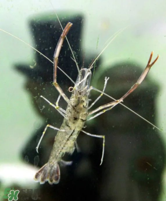 河虾可以养殖吗?河虾怎么养才不会死?