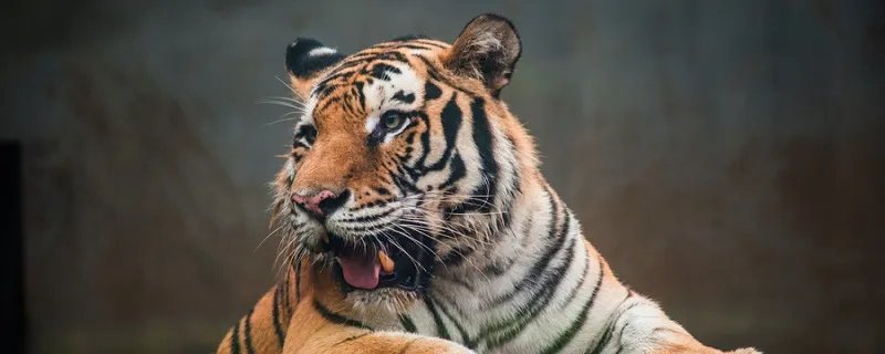 什么是哺乳动物 什么是哺乳动物的三大特征