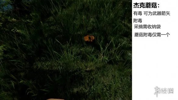 《森林》游戏植物有什么 the forest植物图鉴分享