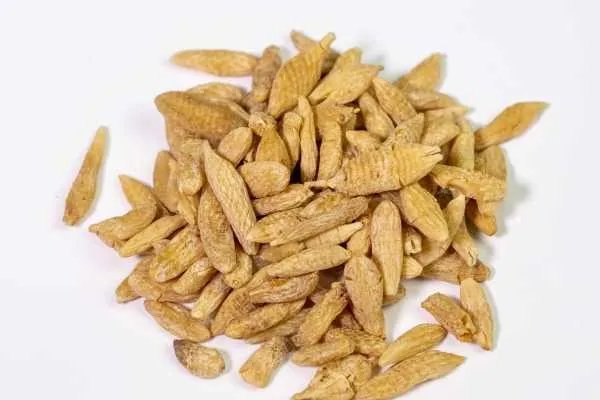 荞麦的功效与作用是什么