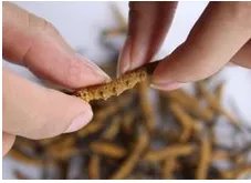 冬虫夏草酒的价格