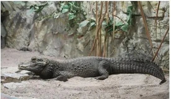 非洲侏儒鳄真实图片长什么样 可以养殖当宠物吗