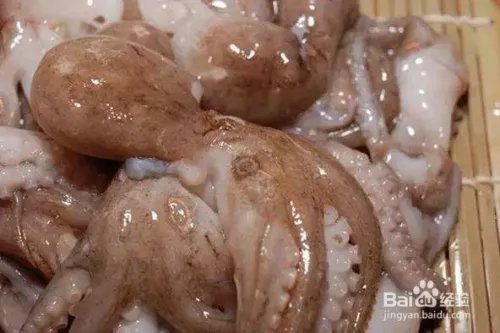 短蛸的分辨详细方法