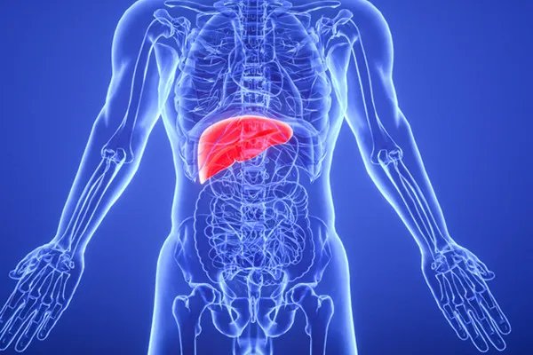 肝在哪个位置图