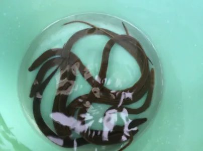 黄鳝汤的做法？