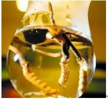 冬虫夏草酒的价格