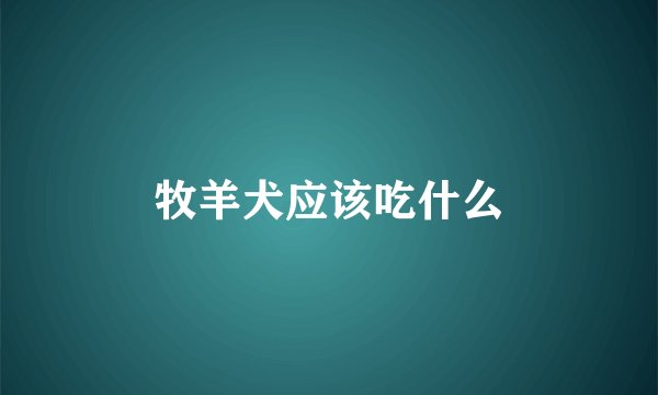 牧羊犬应该吃什么
