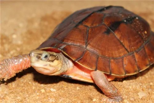 金钱龟的价格多少钱 金钱龟怎么养