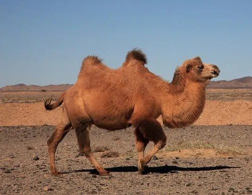 骆字有什么组词