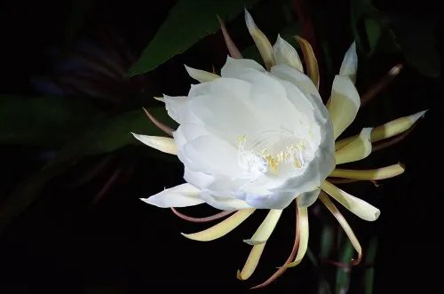 昙花的药用价值有哪些 美丽昙花也是有妙用的