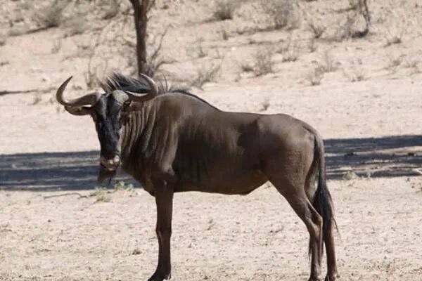 十大奇怪的动物