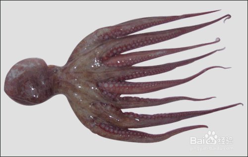 短蛸的分辨详细方法