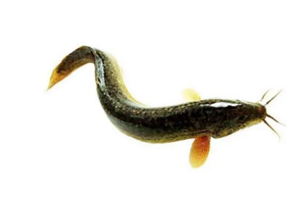 一亩地能养殖多少泥鳅