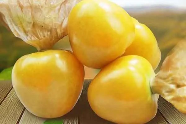 金姑娘果的功效与作用