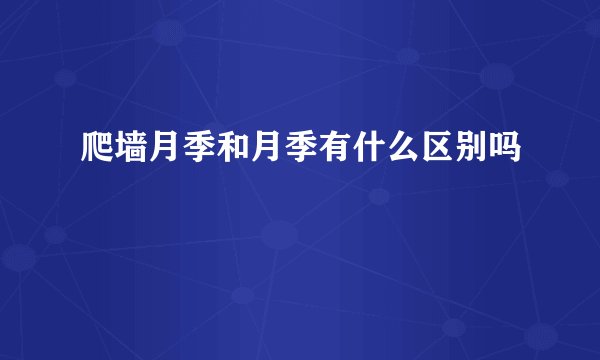 爬墙月季和月季有什么区别吗