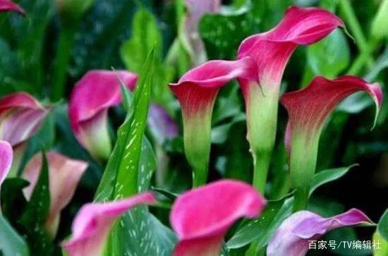 马蹄莲有毒吗？马蹄莲适合室内养吗？